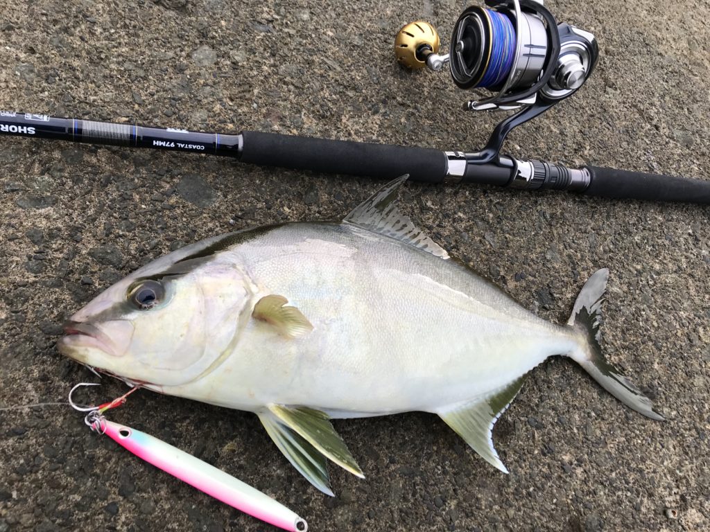 ダイワ　セルテート5000D 近海ジギング青物に最適！