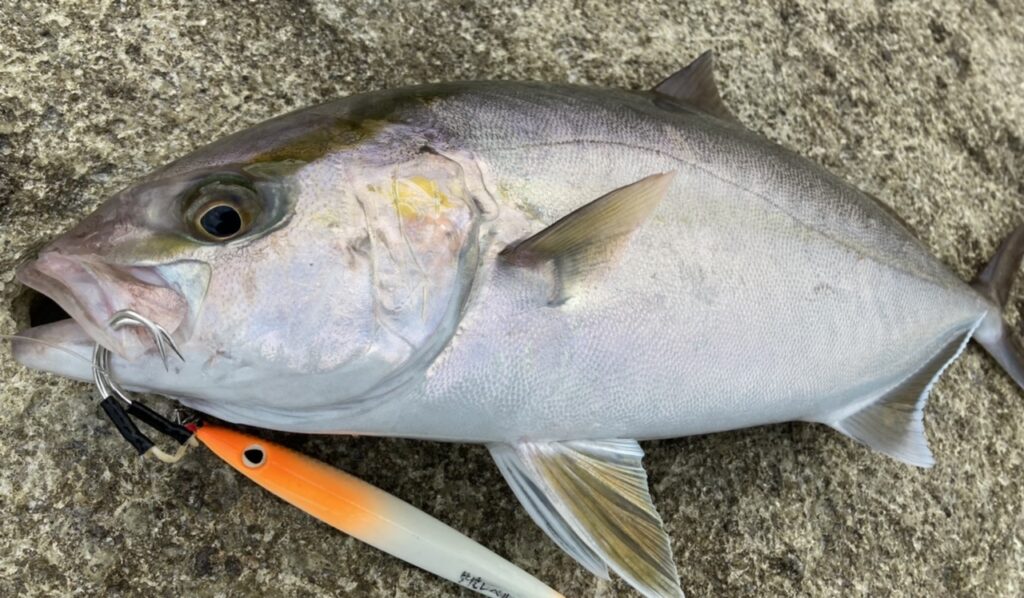 実釣インプレ】オーナー 撃投ジグレベル【フック紹介】 | 磯釣りらいふろぐ